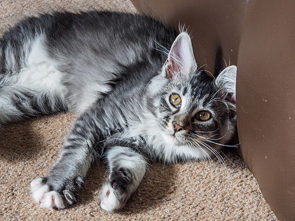 20160807-Pets-EM520087