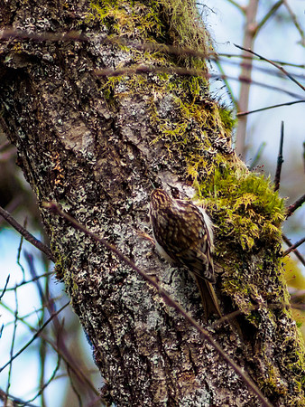 Tree Creeper