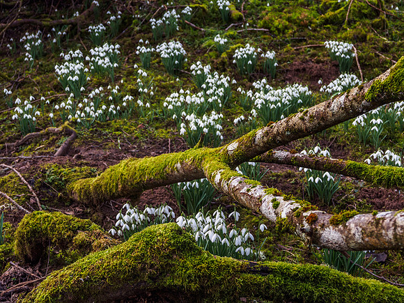 Urquhart Bay Wood Snowdrops 1