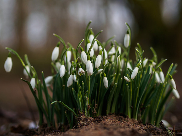 Urquhart Bay Snowdrops 2