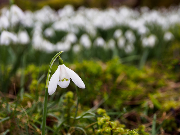 Woodland Snowdrops 5