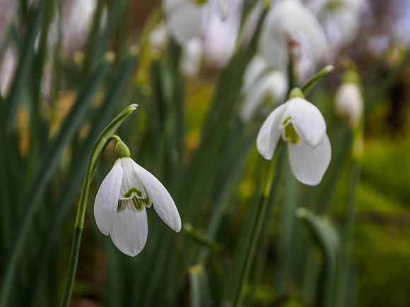 Urquhart Bay Wood Snowdrops 2