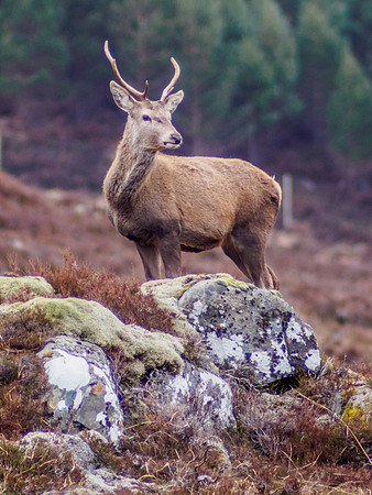 Glen Cannich Stags 3