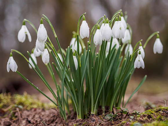 Woodland Snowdrops 1