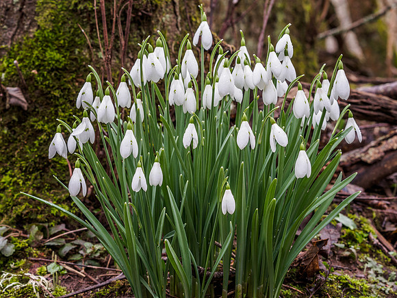 Woodland Snowdrops 2