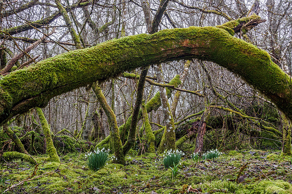 Woodland Snowdrops 3