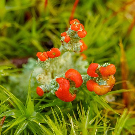 Urquhart Bay Wood Lichen 1