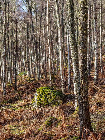 20150214-Craigmonie Wood-EM100952