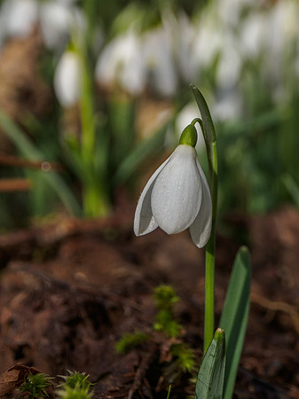 Urquhart Bay Wood Snowdrops 4