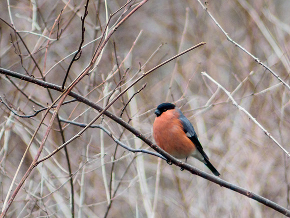 Bullfinch