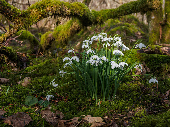 Urquhart Bay Wood Snowdrops 5