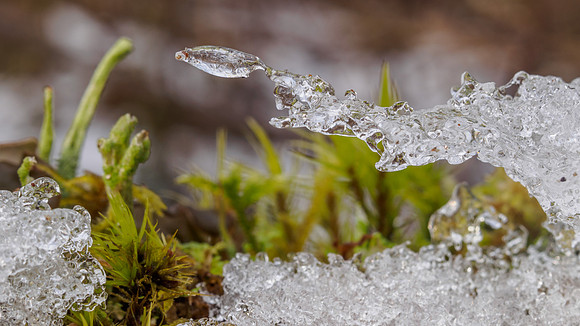 Ice Sculpture