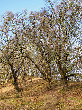 20150214-Craigmonie Wood-EM100982