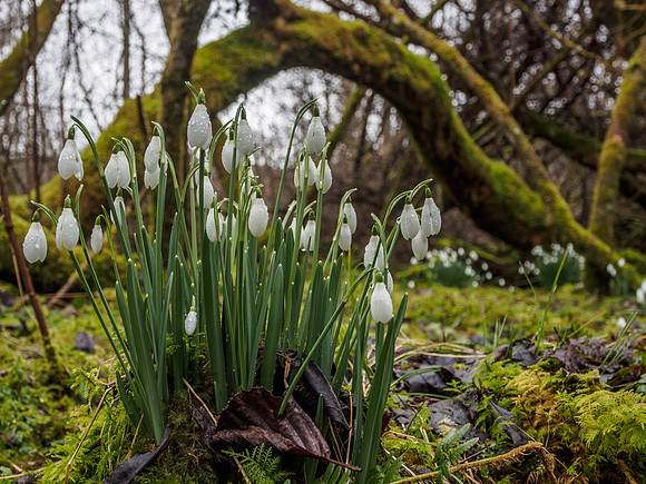 Woodland Snowdrops 4