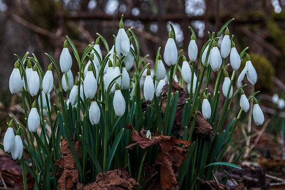 Urquhart Bay Wood Snowdrops 1