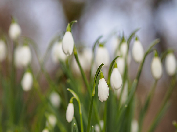 Urquhart Bay Snowdrops 3