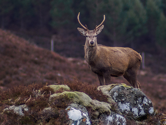 Glen Cannich Stags 4