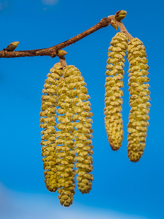 Hazel Catkins