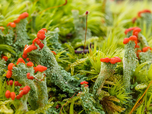 Urquhart Bay Wood Lichen 2