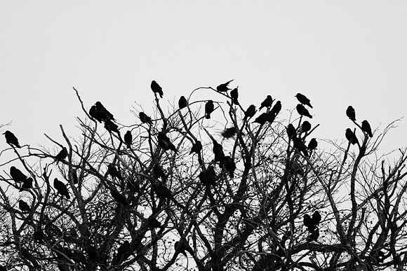 Strange Fruit