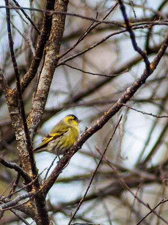 Siskin