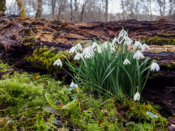 Woodland Snowdrops 6
