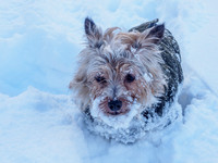 Mij of the Antarctic 2