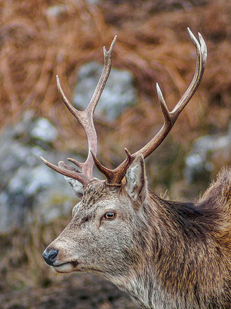 Glen Cannich Stags 1