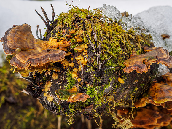 Urquhart Bay Wood Lichen 3