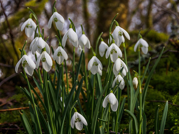 Urquhart Bay Wood Snowdrops 3