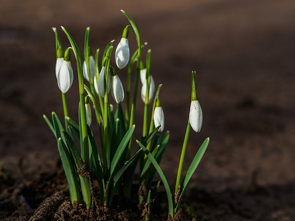 Urquhart Bay Snowdrops 1