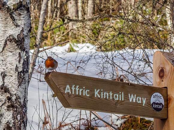 Glen Affric Robin 2
