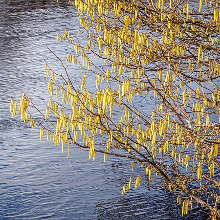 Hazel Catkins