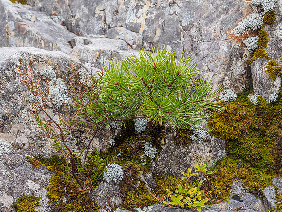 Taking a Foothold
