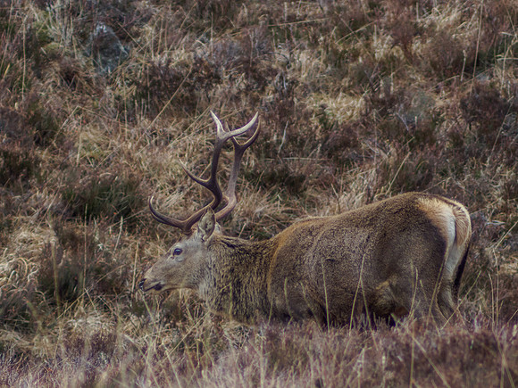 Glen Cannich Stags 2