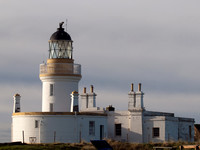 20120128-Chanonry Point-Q1286217