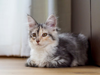 Elsie