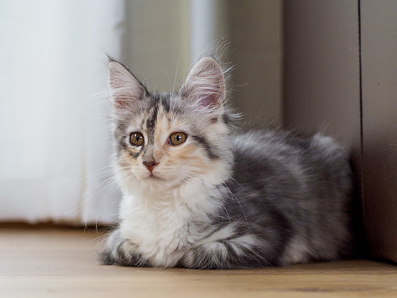 Elsie
