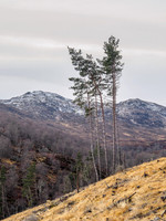 Glen Coiltie [1912009]