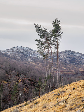 Glen Coiltie [1912009]