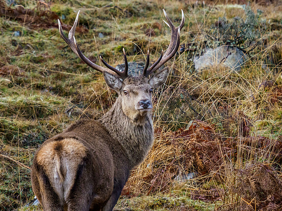 Boxing Day Stag [1912025]