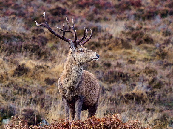 Boxing Day Stag [1912029]
