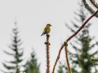 Scottish Crossbill (Loxia scotica) [1912011]