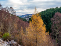 Glen Coiltie [1912003]