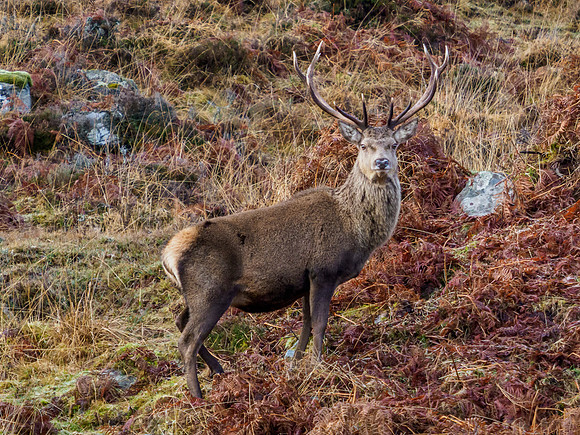 Boxing Day Stag [1912026]