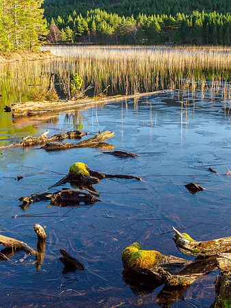 Loch 'n' Logs  [1912047]