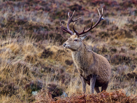 Boxing Day Stag [1912030]