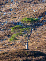 Glen Cannich Pine [1912015]