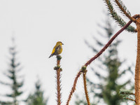 Scottish Crossbill (Loxia scotica) [1912010]
