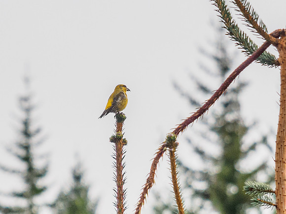 Scottish Crossbill (Loxia scotica) [1912010]